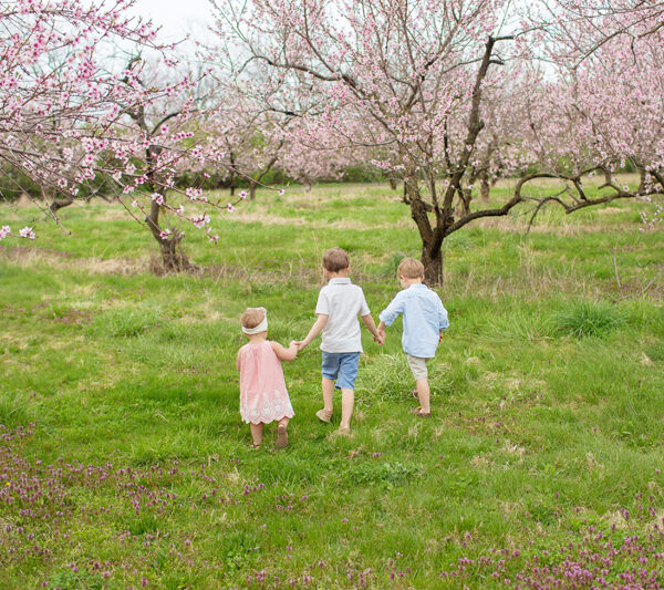 orchard blooms & grumpy kids.